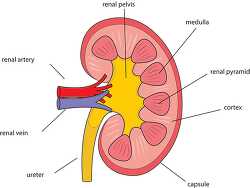 anatomy kidney labeled clipart