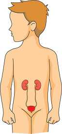 anatomy kidneys in human body clipart