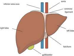 anatomy liver labeled clipart