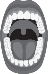 anatomy of teeth oral cavity white background gray color