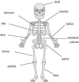 anatomy the skeletal system cartoon sketon labeled clipart