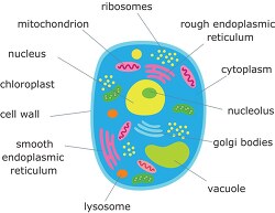 animal cell structure clipart illustration