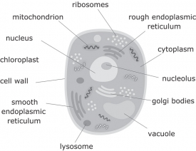 animal cell structure gray color