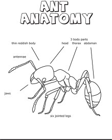 ant anatomy outline printout