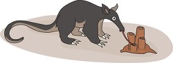 anteater enjoying eating ants with long tongue clipart