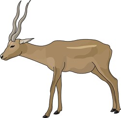 antelope animal clipart 33