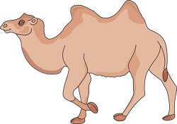 bacterian camel clipart