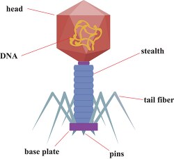 bacteriophage clipart