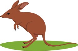 bandicoot potoroo marsupial clipart