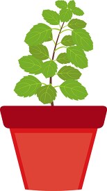 basil growing in planter herb clipart