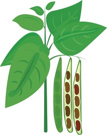bean plant with  beans growing cross section clipart