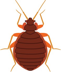 bed bug insect clipart 818