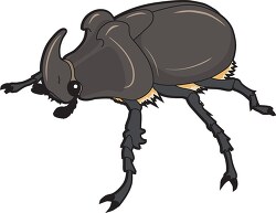 beetles rhinoceros beetle clipart
