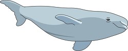 beluga whale clipart