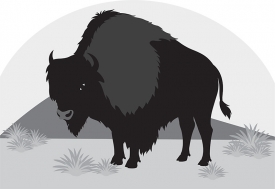 bison animal on praire gray color
