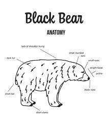 black bear anatomy outline