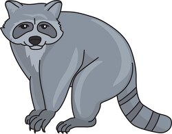 black mask raccoon with ringed tail