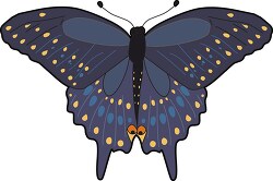 black swallowtail butterfy clipart