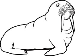 black white outline clipart of walrus with tusk whiskers