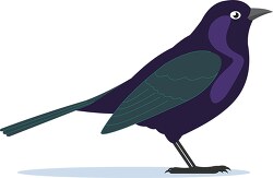 blackbird bird clipart