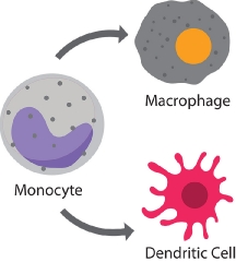 blood cells monocyte macrophase dendritic cell