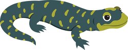 blue green amphibian salamander clipart