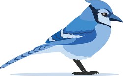 blue jay bird clipart