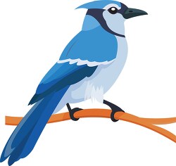blue jay bird on branch clipart