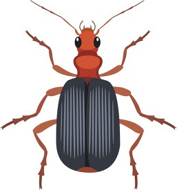 bombardier beetle insect clipart