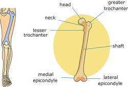 bone structure femur clipart