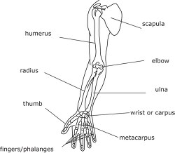 bone structure human arm outline clipart