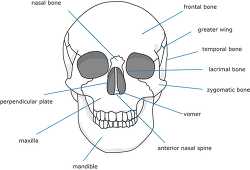 bone structure human face and skull outline clipart
