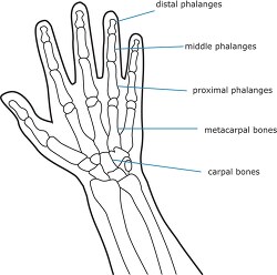 bone structure human hand outline clipart