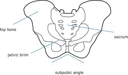 bone structure human pelvis outline clipart
