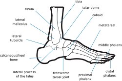bone structure of the human foot outline clipart