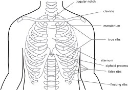 bone structure rib cage outline clipart
