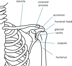bone structure shoulder human body outline clipart