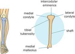 bone structure tibia clipart