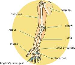 bone strurcture of the human arn 04