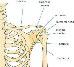 bone strurcture of the shoulder human body