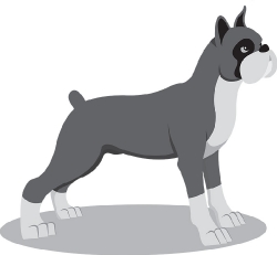 boxer dog gray clipart