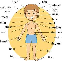 boy body anatomy body parts labeled