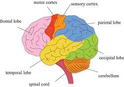 brain labed parts illustrated clipart 7117