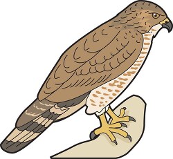broad winged hawk clipart