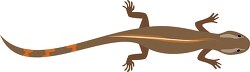 brown color salamander clipart