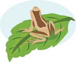 brown frog sitting on green leaf clipart