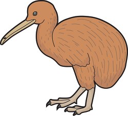 brown kiwi bird clipart