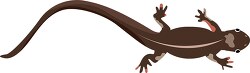 brown white salamander animal clipart