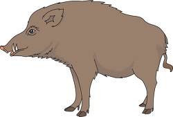 brown wild boar animal clipart