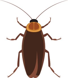 browncockroach insect clipart